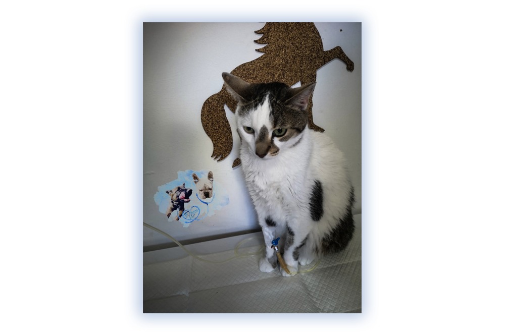 Franco Vet Photo