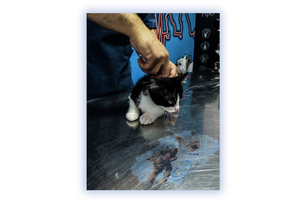 Franco Vet Photo