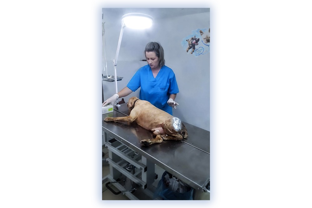 Franco Vet Photo