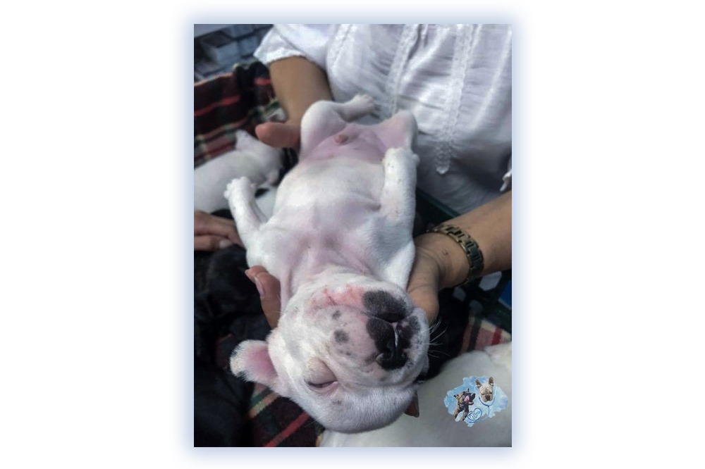 Franco Vet Photo