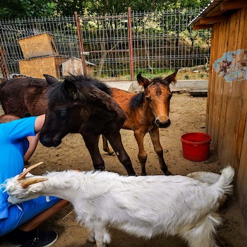 Franco Vet Animale Domestice